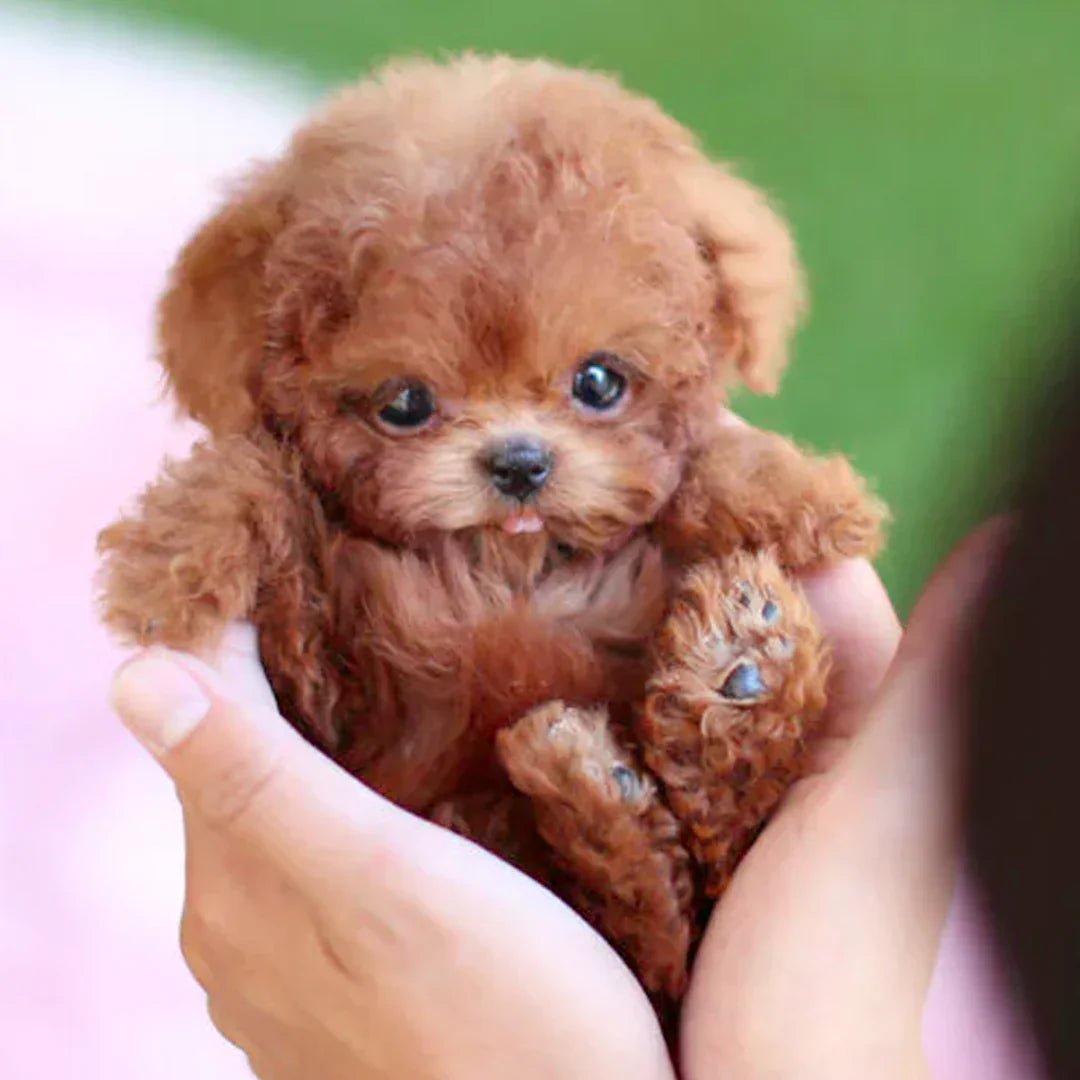 Interactive Plush Dog With Realistic Movements For All Ages Brown NALANI
