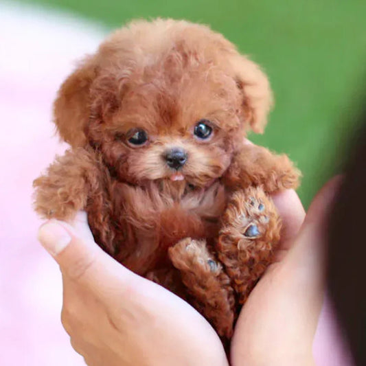 Interactive Plush Dog With Realistic Movements For All Ages Brown NALANI