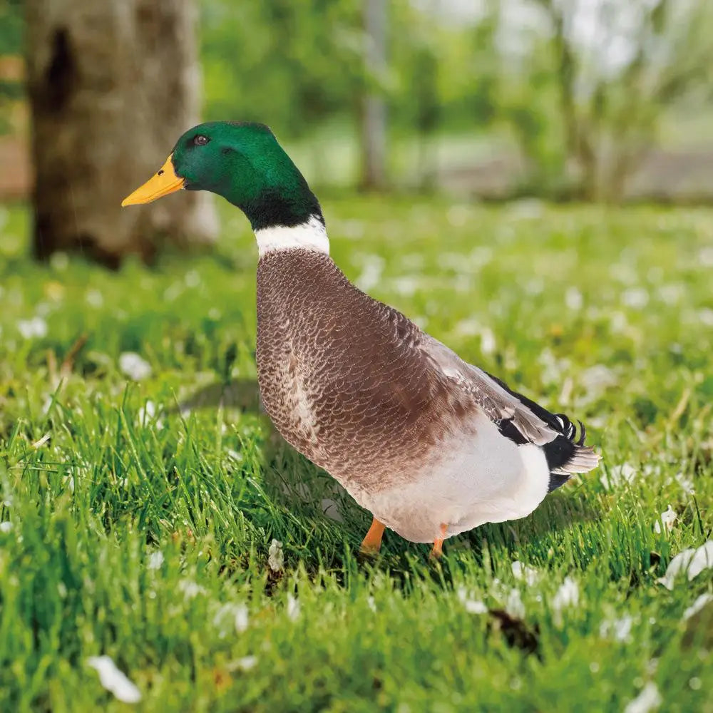 Realistic Duck Sculpture for Garden or Patio Décor NALANI