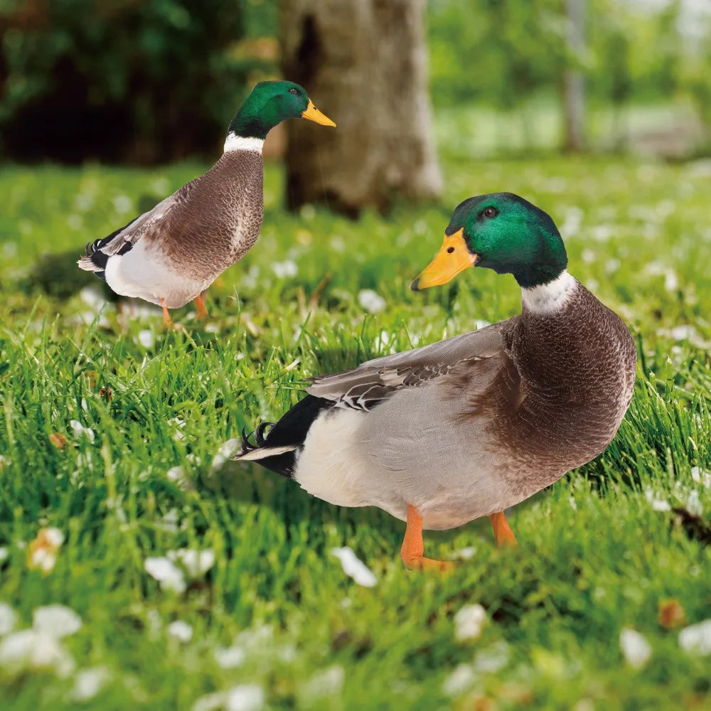 Realistic Duck Sculpture for Garden or Patio Décor NALANI