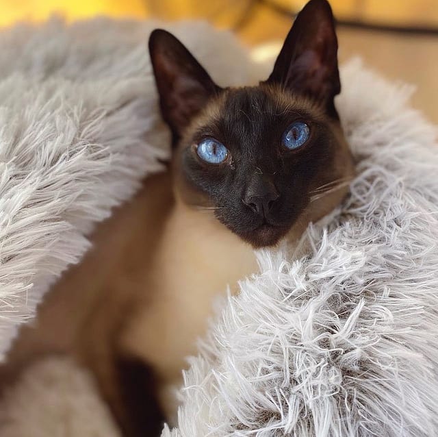 Fluffyheaven | Huisdierenbed - honden mand - Grijs - #NALANI#